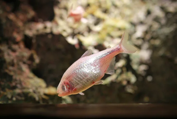 Caverna Cega Mexicano Tetra Aquário Peixes — Fotografia de Stock