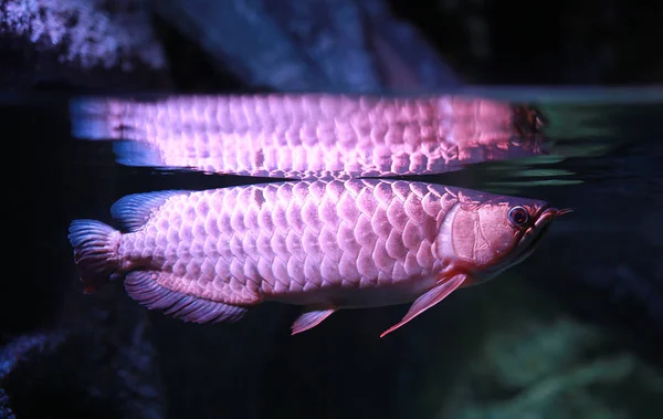 Arowana Ryb Akwarium — Zdjęcie stockowe