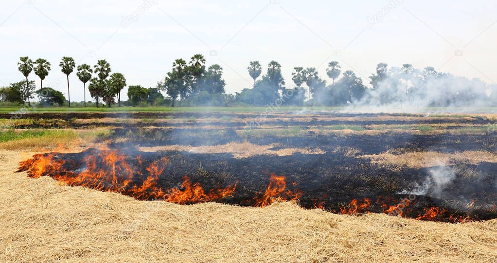 A burning dry grass in the field