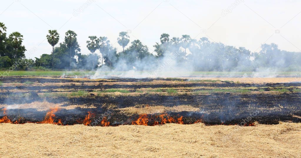 A burning dry grass in the field