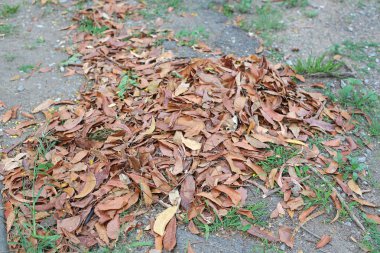 Parkta düşen sonbahar yaprakları kazık