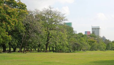 Yeşil çimen tarlası ve yeşil ağaç bitkisi olan güzel bir sabah ışığı.