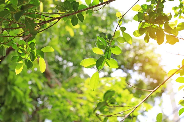 ツリーの葉と太陽光線 緑の葉の背景 — ストック写真