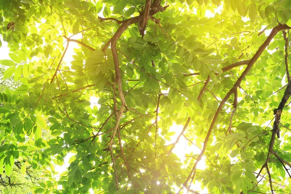 ツリーの葉と太陽光線 緑の葉の背景 — ストック写真