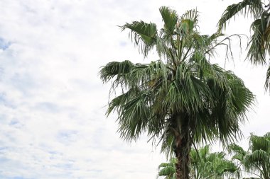 Hindistan cevizi ağacı üzerinde beyaz gökyüzü