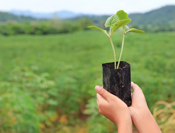 Girl hands lift little plant to nature. Earth day concept.