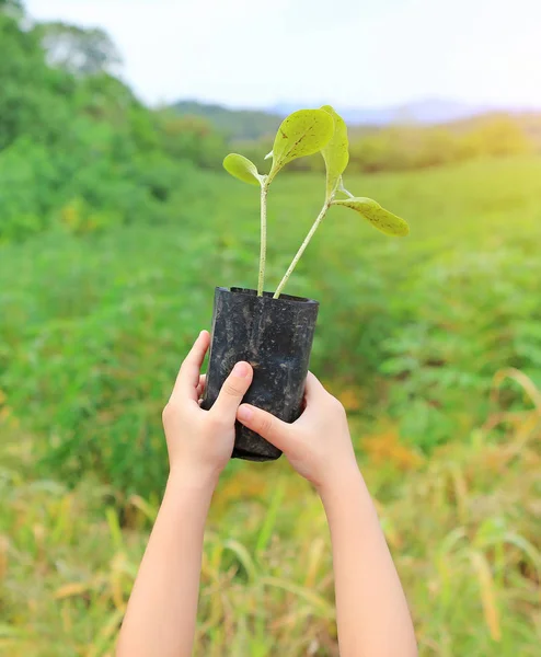 Girl hands lift little plant to nature. Earth day concept.