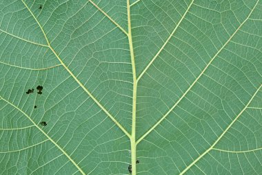 Yakın çekim tik yaprak doku arka plan. Yeşil yaprakları solucanlar tarafından yenir. Delikli yaprak.