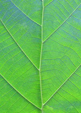 Tik yaprak yeşil doku arka kapatmak.