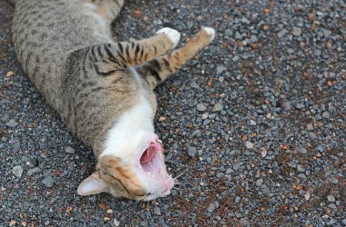 Toprak zeminde yatan uykulu Çizgili kedi