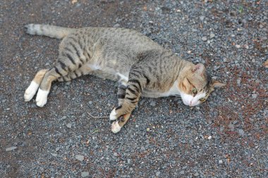 Toprak zeminde yatan çizgili kedi