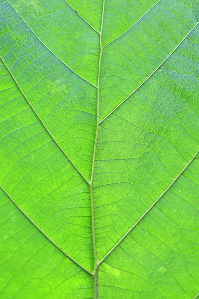 Close Green Teak Leaf Texture Background — Stock Photo, Image