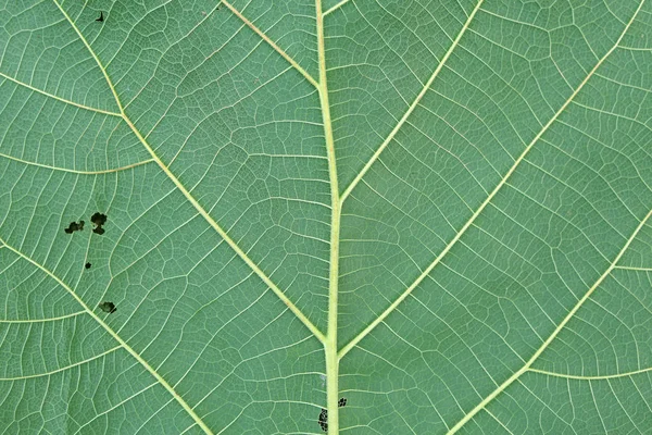 Fondo Textura Hoja Teca Primer Plano Las Hojas Verdes Son —  Fotos de Stock