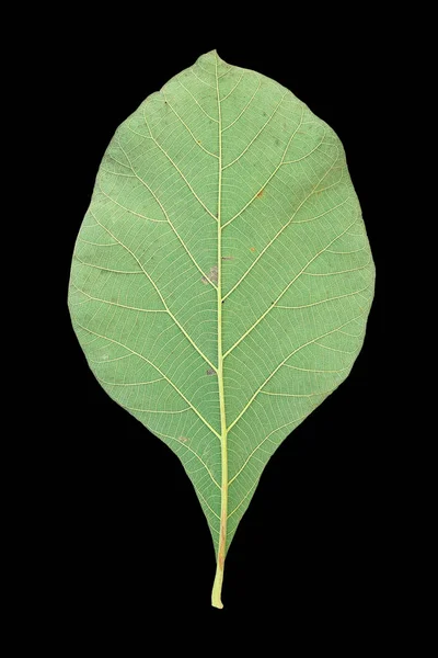 チークの葉で黒の背景に分離 — ストック写真