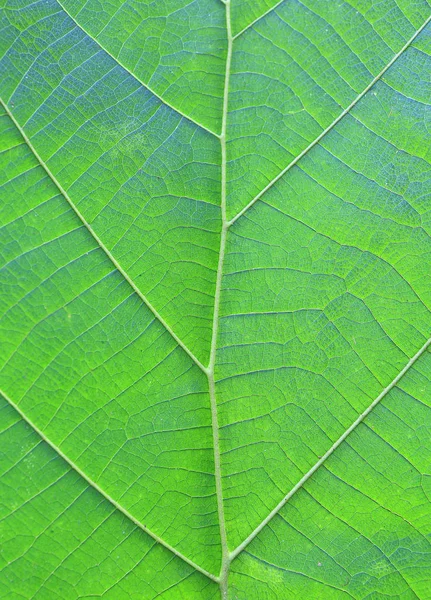 Cerrar Fondo Textura Hoja Teca Verde —  Fotos de Stock