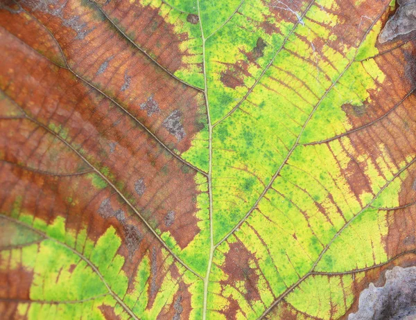 Dried Teak Leaf Texture Background — Stock Photo, Image