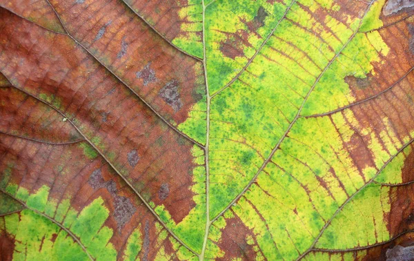 Fondo Textura Hoja Teca Seca —  Fotos de Stock