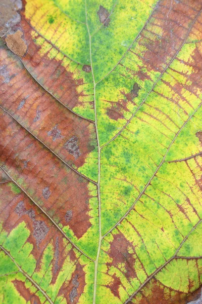 チークの葉のテクスチャ背景を乾燥 — ストック写真