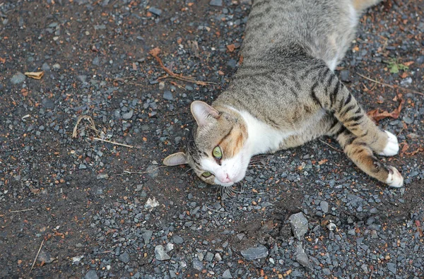 Gato Listrado Deitado Solo — Fotografia de Stock