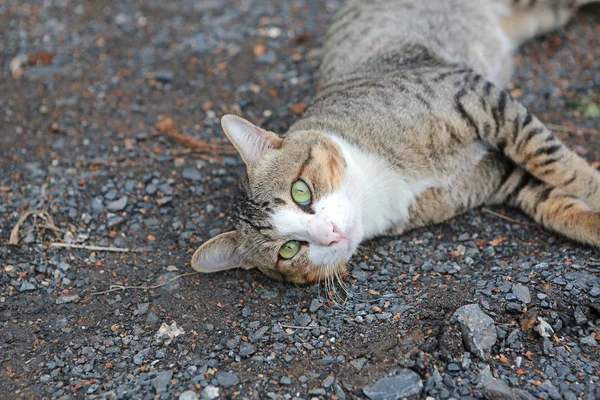 Gestreepte Kat Liggend Grond — Stockfoto