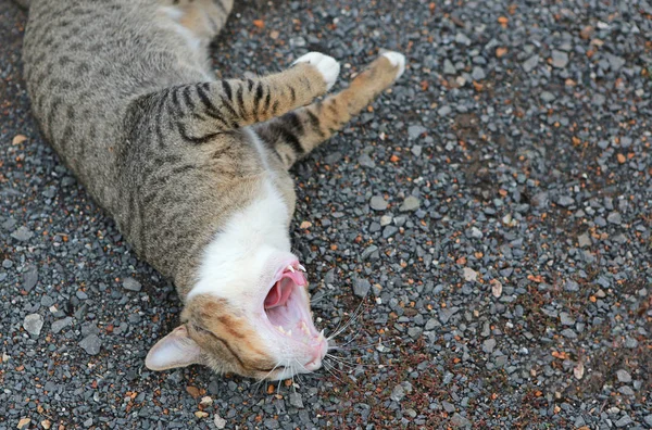 Sleepy Striped Cat Lying Soil Ground — Stock Photo, Image