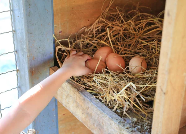 Child Hand Keeping Eggs Lie Hay Wood Box Farm — Stock Photo, Image