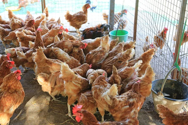 Csirke Farm Szerves Thaiföld — Stock Fotó