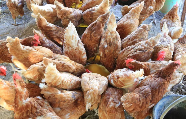 Granja Pollo Ecológico Tailandia — Foto de Stock