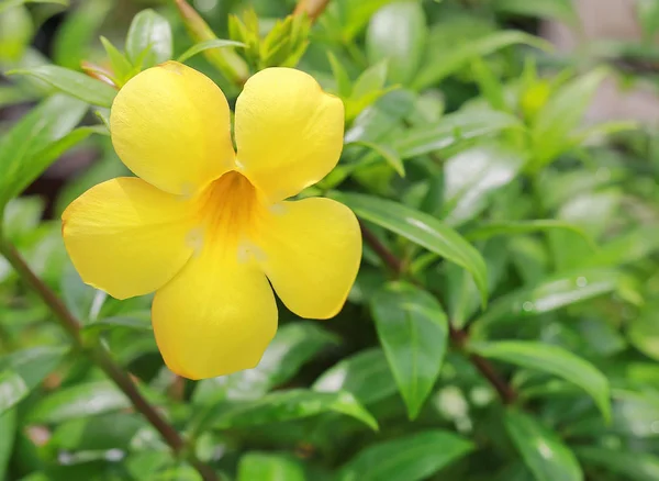 Bahçede Allamanda Çiçek Kadar Kapatın — Stok fotoğraf