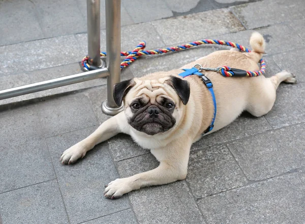 Pug dog siting with chain looking camera. Pug dog sitting on the street.