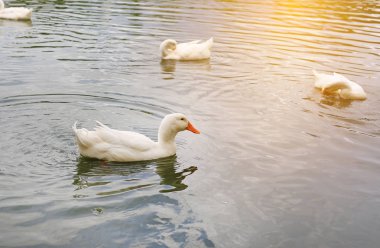 Güneş ışığı yansıtarak iki beyaz ördek gölet float.