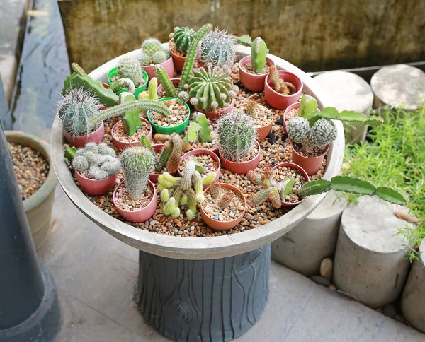 Gruppo Decorazione Del Giardino Della Pianta Del Cactus Del Piccolo — Foto Stock