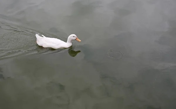 White Duck Swimming Pond — Stock Photo, Image