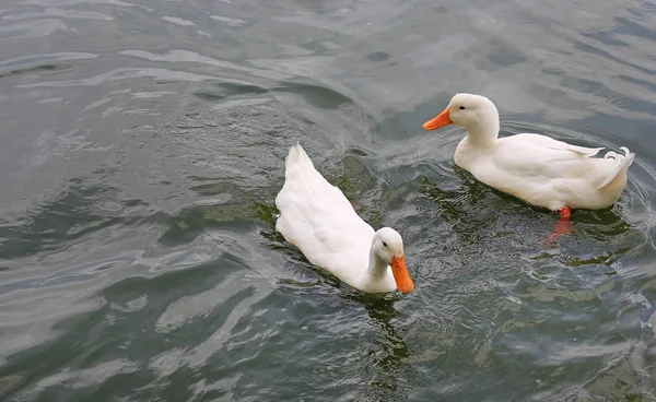 Dois Patos Brancos Nadando Lagoa — Fotografia de Stock