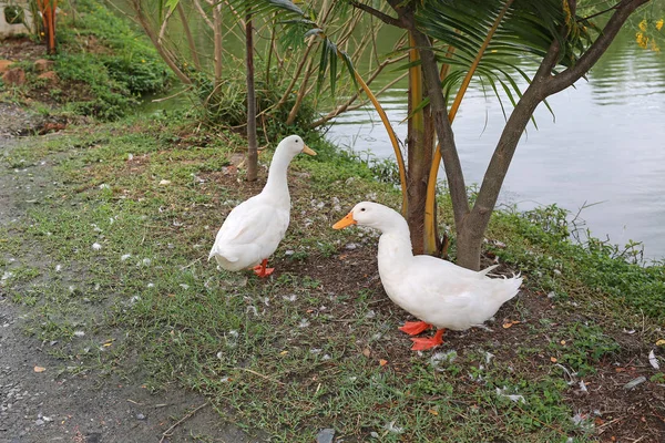 池塘边寻找食物的白鸭子 — 图库照片