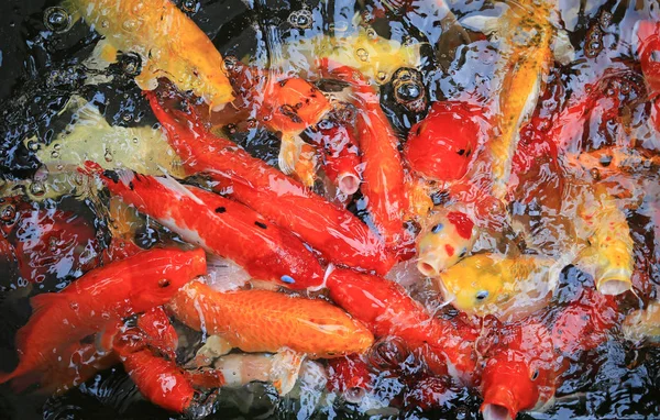 一緒に食べ物を奪い合う叢生鯉鯉 — ストック写真