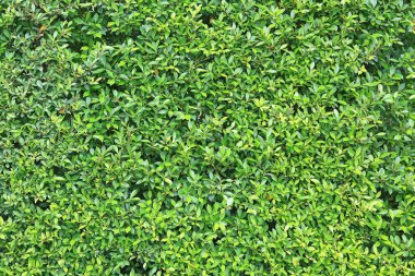 Yeşil duvar arkaplanı. Dekoratif yaprak dokusu.