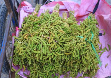 Bundle of Green soybeans. Edamame seeds.