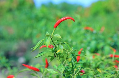 Bahçedeki ağaçta kırmızı biber.