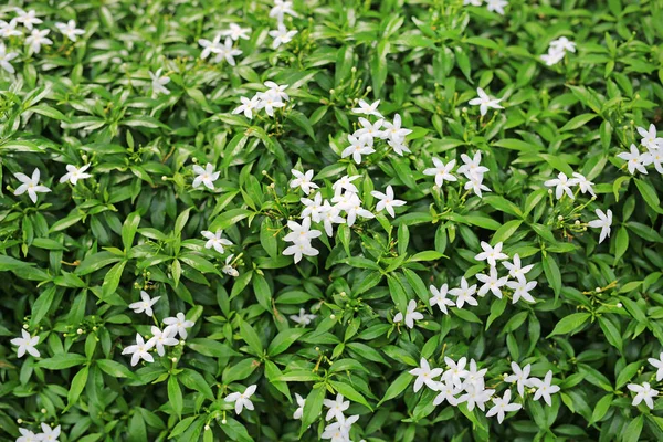 Gros Plan Gerdenia Crape Jasmin Avec Des Feuilles Vertes Fond — Photo