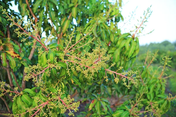 Primo Piano Alberi Mango Campo Con Mazzi Fiori Mango — Foto Stock