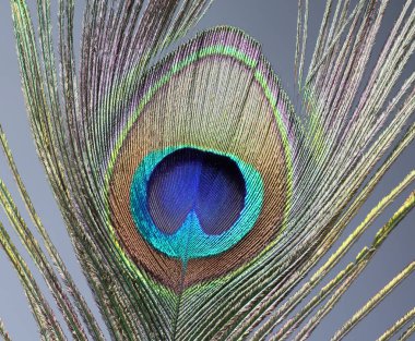 Bir Detail Tavus kuşu tüyü