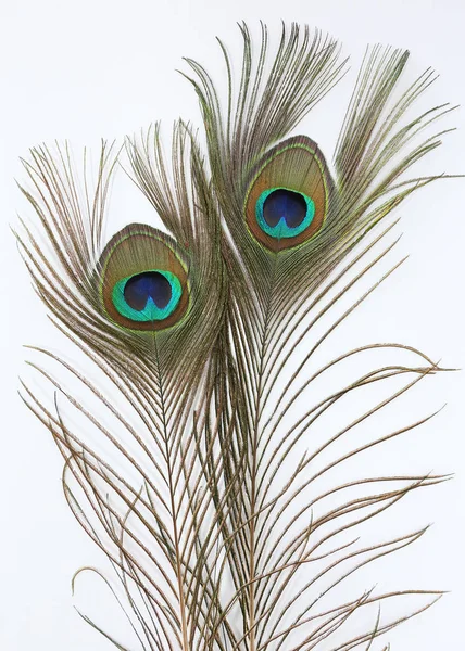 Peacock Feather Witte Achtergrond — Stockfoto
