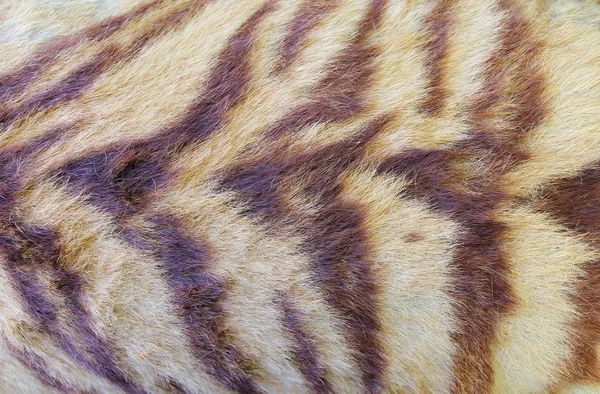 Tigre Textura Piel Fondo —  Fotos de Stock