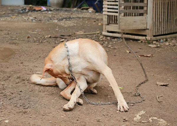 Thai Dog Chain — Stock Photo, Image