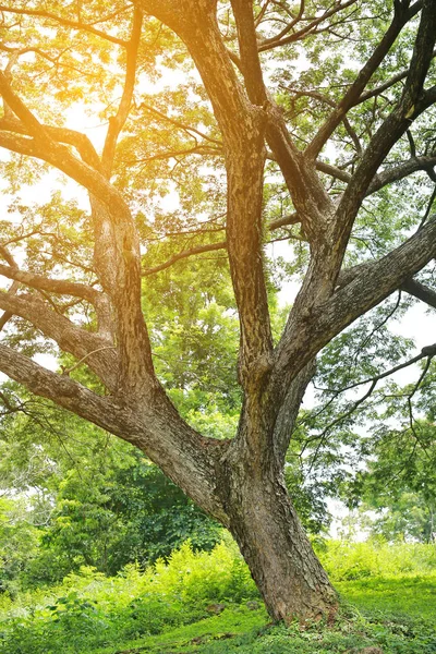 Tree foliage in morning light with sunlight