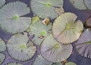 Lotus tamamen su yüzeyine bırakır. Üstten Görünüm.