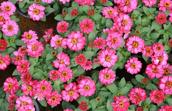 Achtergrond Van Roze Gerbera Bloemen — Stockfoto