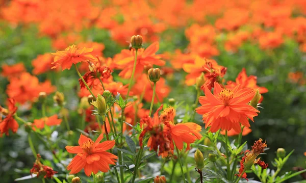 Orange Kosmos Blomster Parken - Stock-foto