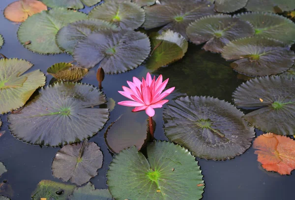 Beautiful Blooming Pink Lotus Flower — Stock Photo, Image